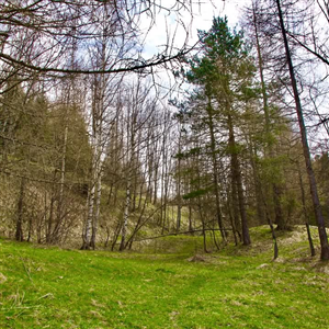 “LABORATORIO DI TERAPIA FORESTALE” per giovani previsto nel progetto “Riattivamenti: mestieri tradizionali e partecipazione giovanile per ridare vita alla Valle Maira”
